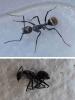 Camponotus sp.